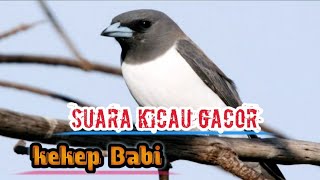 Masteran suara kicau Kekep Babi. Suara jernih/gacor