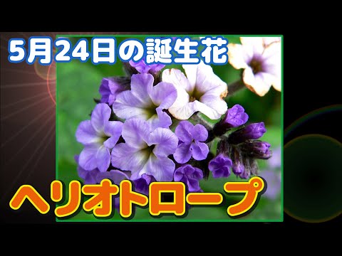 5月24日の誕生花 ヘリオトロープ どんな花 あなたに送る花言葉は Youtube