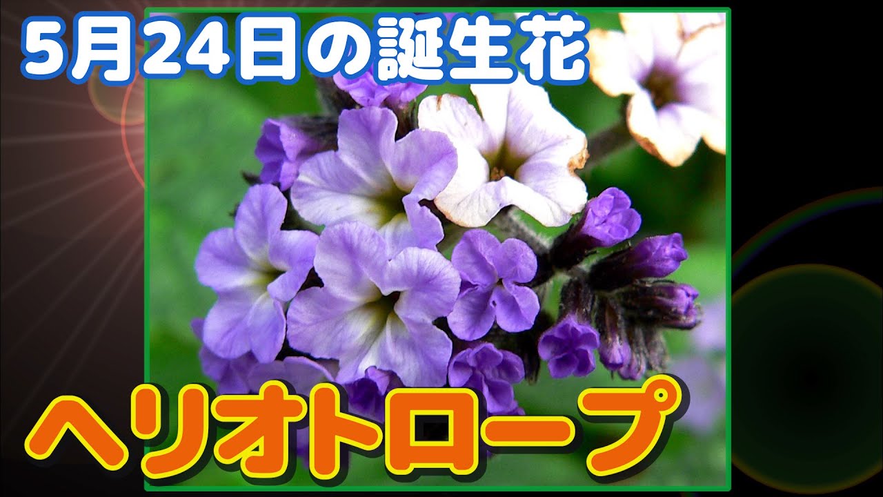 5月24日の誕生花 ヘリオトロープ どんな花 あなたに送る花言葉は Youtube