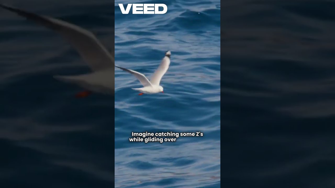  The Bird That Flies On Autopilot Brain Hack Revealed Animalfacts Birds Didyouknow Shorts