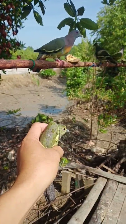 Realis anakan punai daun..!!