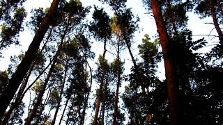 Футаж - Осенние деревья