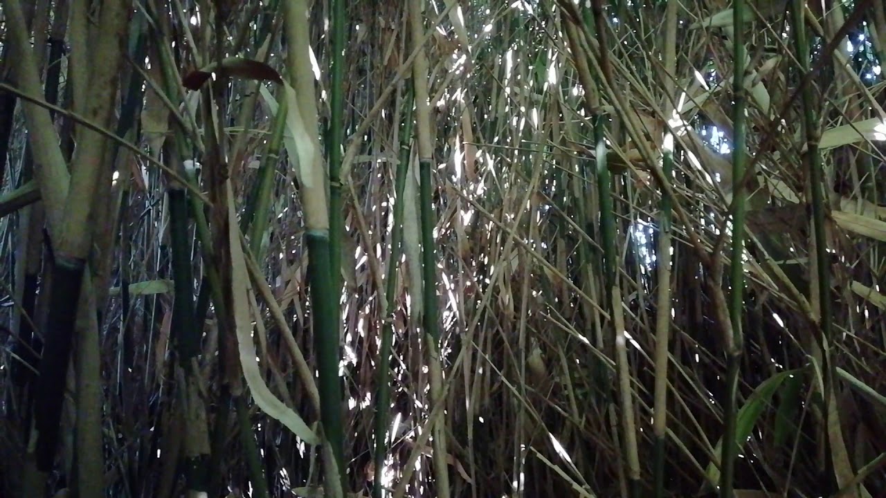 Wit licht, wuivend en ruisend riet - YouTube