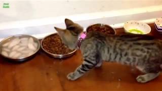 Самые свежие приколы с котами. Очень мило. Самые свежие приколы с котами. Очень мило.