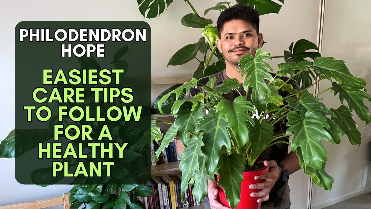 philodendron obliqua Monstera Obliqua Amazonas – Tropical Houseplant main image 1