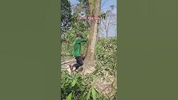 Cưa gốc cây xoài @cuacaydongthap