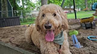 Murphy & Maxi Have Tons Of Fun Playing Fetch Together!❤