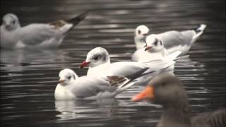 Mediterranean Gull