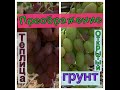 Виноград. Теплица .Открытый грунт .Разница созревания.