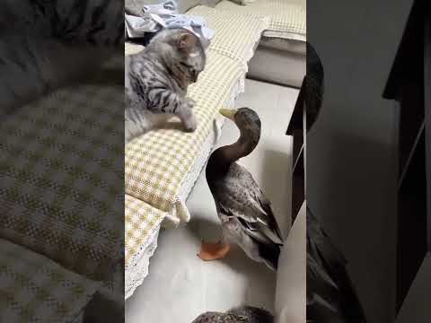 Funny Cat Shorts P55 🤣🤣 Try Not To Laugh #shorts #viral #funny #cat