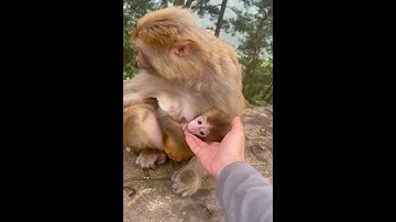 Nature of Monkey Zoo - How Monkey Lives as Groups