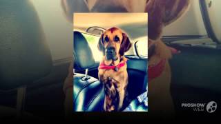 Labloodhound Dog breed