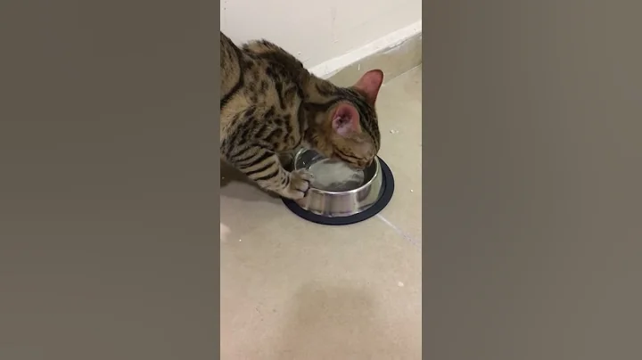 Watch the video about Bengal kitty makes funny sound when he drinks