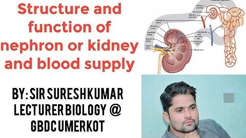 Structure and function of nephron or Kidney and blood supply Hindi/Urdu By Sir Suresh