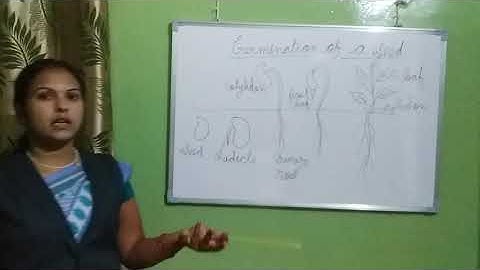 Dalauda Public School Class 5th Science Chapter 1 (Revision) video by Bindu Tiwari