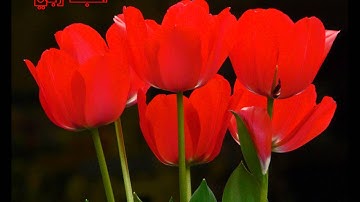 الشيخ ياسر الدوسري تلاوة عذبة الفاتحة