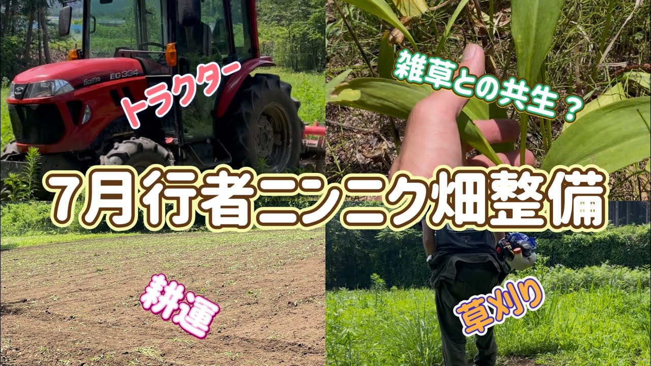 夏の行者ニンニク畑の管理!草刈り&トラクター!長野県上伊那で 夏の行者ニンニク畑の管理!草刈り&トラクター!長野県上伊那で