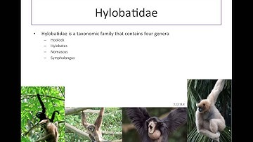 Evolution and phylogenetics - Practical video