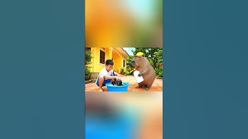 Capy giúp bà tắm cho mèo và cái kết #capybara