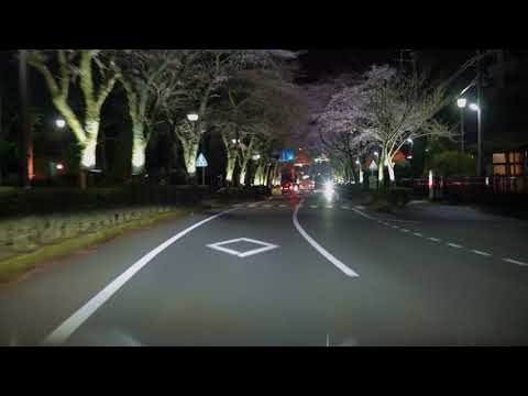 秩父宮記念公園前桜通り　夜桜