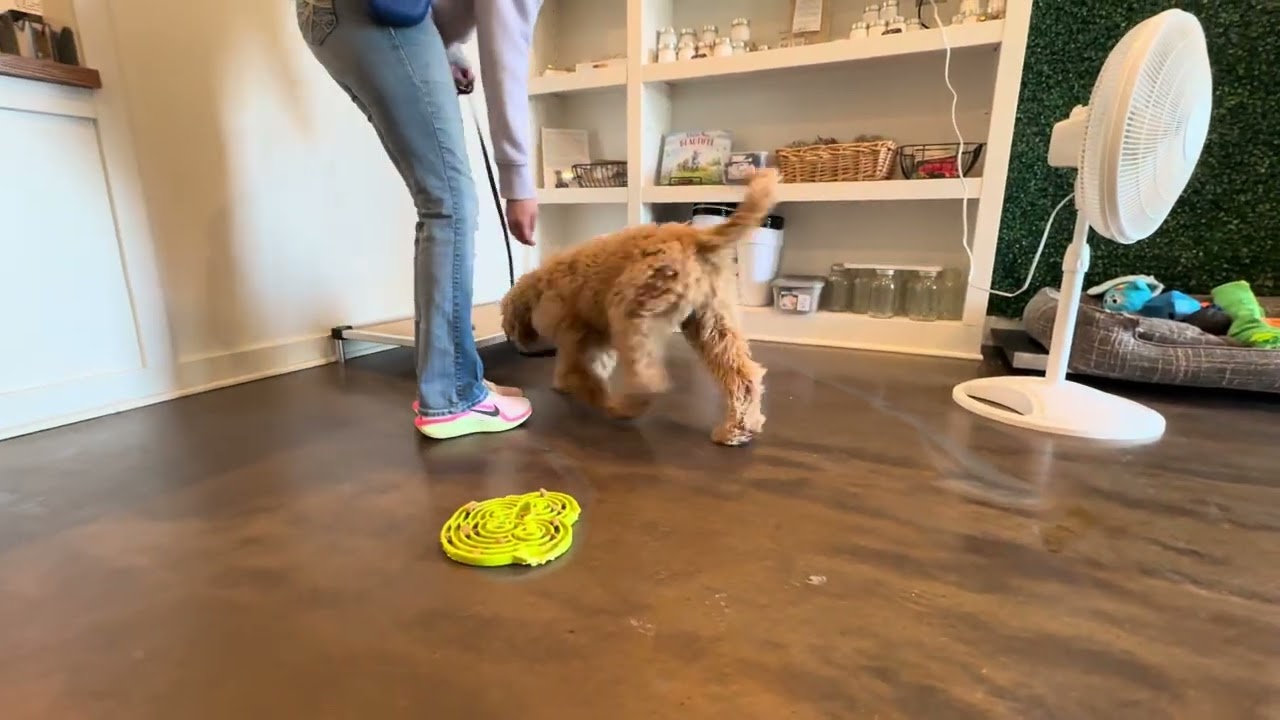 Ванда работает над командой «Оставь это»! 13.02.2026