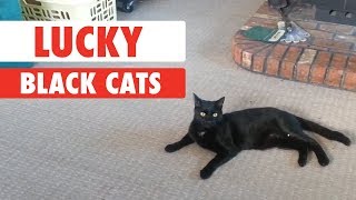 Lucky Black Cats