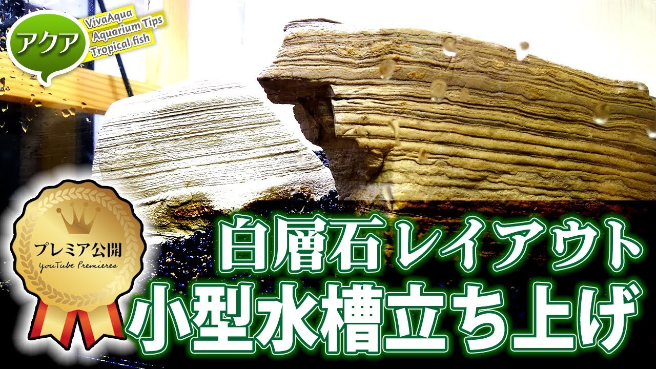 小型水槽 立ち上げ 水草の種 白層石シンプルレイアウト Youtube 小型水槽 立ち上げ 水草の種 白層石シンプルレイアウト Youtube