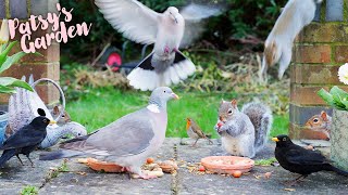 LIVE Cat TV 4K | Birds for Cats to Watch | Squirrel Videos for Cats | Cat Games | Stunning HDR