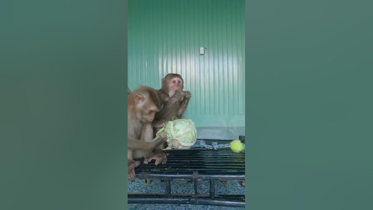 very-good-raw-vegetables-monkey-eat-together-shorts-youtube