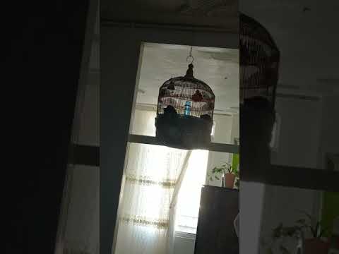  طرقه دهن هزار مست مست