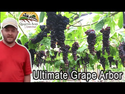 Video: Arched grapes: variety description, cultivation and care