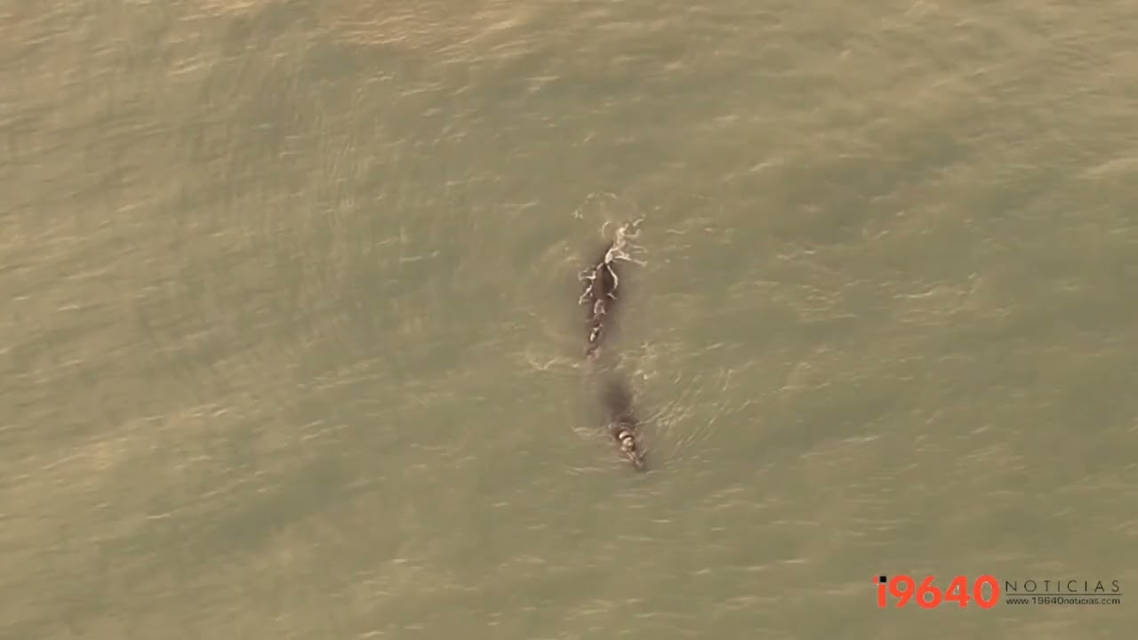 Ballenas en la costa de Río Grande