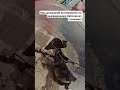 Гусеница краснохвост или шерстолапка стыдливая! Эксперимент по окукливанию гусеницы дома!!!