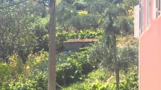 Esculca Minha Aldeia