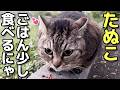 すりすり甘えまくるお腹ぽっちゃりキジトラたぬき猫たぬこちゃん、朝ごはん少しだけ食べる😸（野良猫•地域猫）🐈