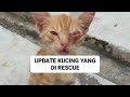 UPDATE KUCING JALANAN YANG DI RESCUE