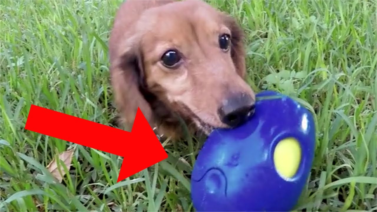 MUST HAVE TECH GADGETS FOR YOUR PETS YouTube