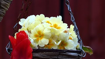 Panasonic Lumix AVCHD Test Video in iMovie 10 rendered as MP4 1080P