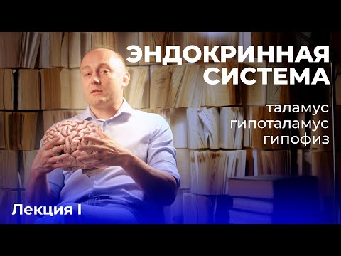 Эндокринная система. Лекция первая.