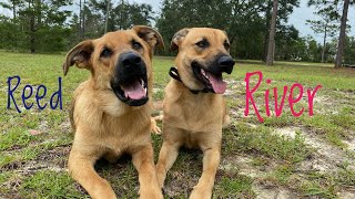 9mo German Shepherd/lab mix’s (Reed/River). Best Dog Trainers in Florida.