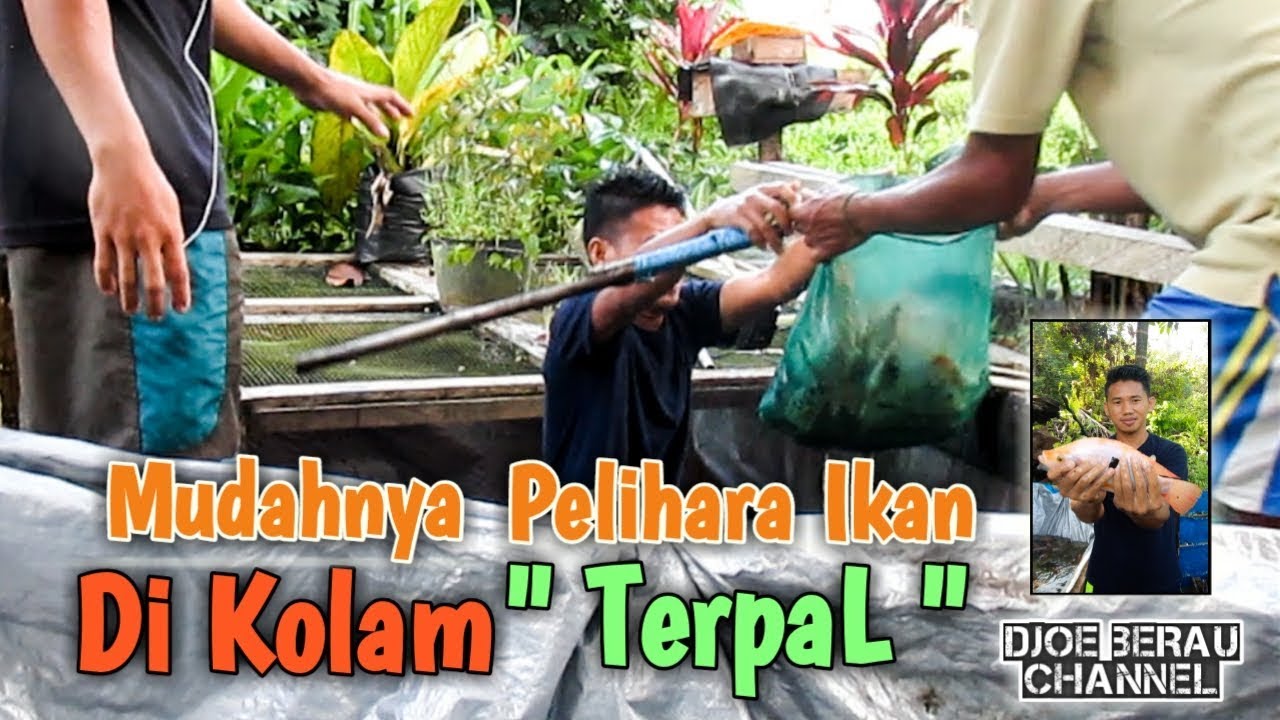 Pelihara Ikan Nila Di Kolam Terpal 2x3m YouTube