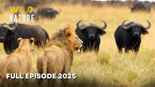 Download Lagu Greatest Fights In The Animal Kingdom | The Fight for Survival | Nature Animal Documentary MP3