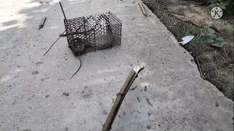 Bẫy Dông Cát bị rắn vào lồng ăn mất một còn / Bẫy Dông Cát dưới cái nắng gắt Miền Trung