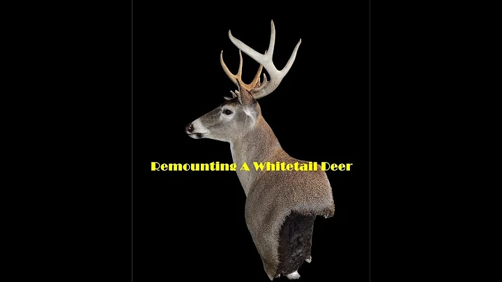 Remounting A Whitetail Deer Head - Part 1 Dismantling The 'Mount' and Boiling Antler Skull Plate