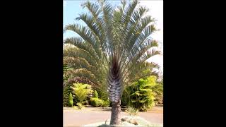 Dypsis decaryi