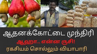 #ஆதனக்கோட்டை முந்திரி #பண்ருட்டி முந்திரியை தாண்டிய சுவை ரகசியம் #Delicious cashew nuts