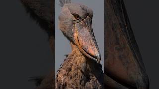 This Bird Is Basically A Living Dinosaur 