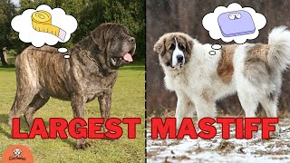 Which Mastiff Breed is Right for You?