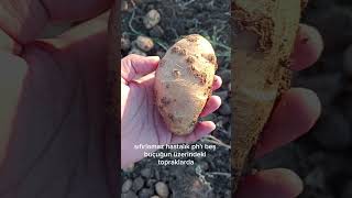 Patates'te Adi Uyuz Hastalığı (Streptomyces scabies) #tarım #bitkikoruma #ziraat #ziraatmühendisi