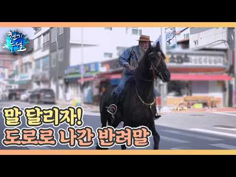 말 달리자! 도로로 나간 반려말 MBN 260814 방송